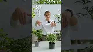 Why do the leaves droop? Pitfalls in growing Schefflera
