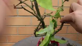 Making a lemon tree bonsai (possible fruiting)
