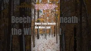 🍂 Beech Trees Beneath the Winter Light #firstsnowoftheyear #hikingontario #naturepoetry