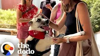 Самый долгожитель приюта получил сюрприз в честь усыновления | The Dodo