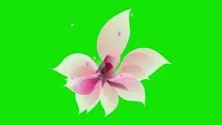 UNFOLDING FLOWER GREEN SCREEN EFFECT 1