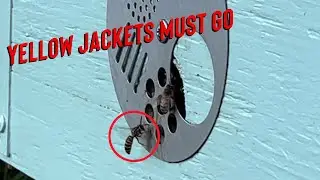 Honey Bees vs Yellow Jackets