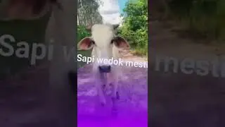 jatuh sendiri malah marah #reaction #sapi #sapilucu #jatuhkebawah