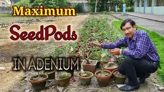 3 Tricks to get Maximum Seed Pods in Adenium