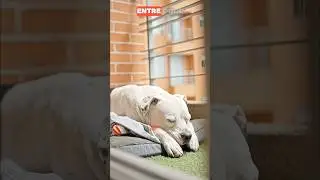 &iquest;Cu&aacute;nto duerme tu perro al d&iacute;a? &iexcl;Te sorprender&aacute;! 🐶