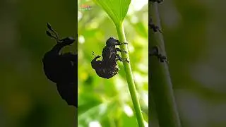 Weevil Beetle Mating 🤪 #shorts #insect #insects #vidphography