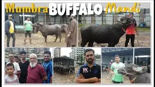 Mumbra Buffalo Mandi. 
STAR GOATS FARM 
Asif STD