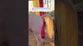 STALLION BADAL FROM PUNJAB #nukhra #royalmarwarihorses #horse