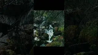 💚🌲 The Hidden Beauty of Nature &ndash; January 13 | Forests, Rivers & the Soul of the Earth | Conte Zumm🌿✨