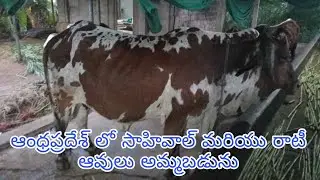 Pure Sahiwal and Rati Cows For Sale  In Andhra Pradesh | 6301109388