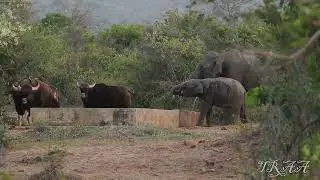 Elephants and Gaurs at water tank