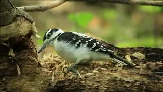 Hairy Woodpecker Feeding (Close Up Action)