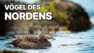 Eiderenten auf Island | Zwischen Land und Meer