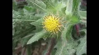 Blessed Thistle - Antibacterial, Digestion Aid, Enhanced Memory and More
