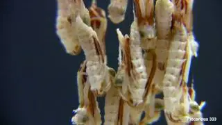 Violin Nymphs Hatching