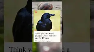 Vengeful Crows