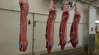 IMS Final 2025 Pork Carcasses