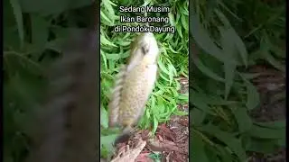 Musim Ikan Baronang di Pondok Dayung Polairud, Senin, 26 Juni 2023