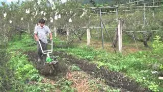 CY50 Garden tiller 4聯 混合刀地瓜田測試1 tilling & weeding in potato field (4-rotary tilling & digging) 中耕機