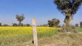 Baarish ka pani ki Fasal ।। गांव में सरसों की फसल #agro #kheti #jodhpur 