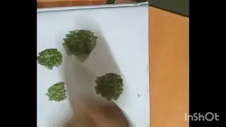 Easy tree painting # simpletreepainting#