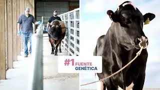 STgenetics: Un Enfoque Integrado