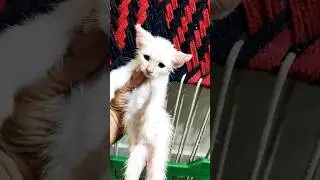 Cute Angora #shorts