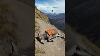 El burro se cans&oacute;