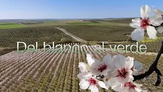 Del blanco al verde (Almendros)