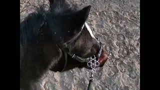 Mes petits FAILS à cheval ^^
