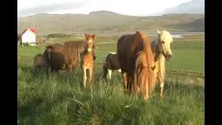 A stallion prospect gets to know 