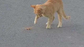 Dev Örümcek Kedi İle Karşılaşırsa