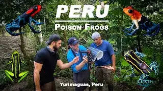 POISON FROGS in PERU - Macro Photography - Poison Frog Tour in Yurimaguas 