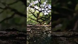Angel Oak Tree #angeloak #nature #charlestonsc #trees #shortsvideo