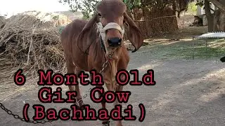 Gir cow|6 months old bachhi |gir cow gujrat