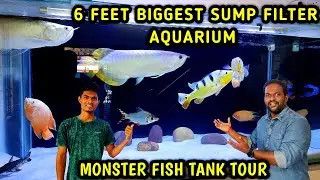 Monster Fish Room Tour With ISAKI IR 🔥தமிழ் | AMAZING FISH TANK SETUP TOUR