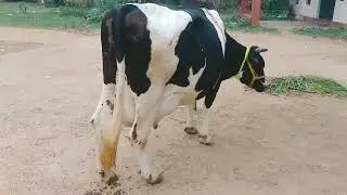 HF COWS SALES IN PUNGANUR 24 LITERS MILK CAPACITY PER DAY PH' 7842278826