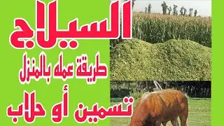 السيلاج ..كيفية عمله بالمنزل..اهمية السيلاج لعجول التسمين..والحلاب..مع الدكتور/السيد عبدالسلام..
