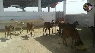 S.D. FARM