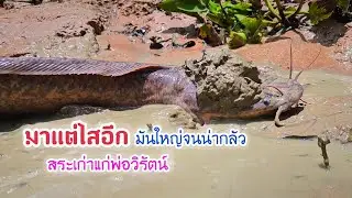 มาแต่ไสอีกตั้งหลายตัว ยักษ์ใหญ่ไซส์จำโบ้ สูบสระพ่อวิรัตน์ครั้งแรกตั้งแต่ขุดมาหลายปี