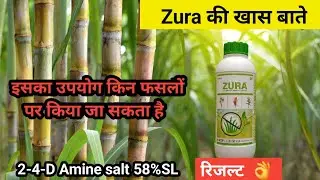 Zura की खास बातें | 2-4-D Amine salt 58%SL | इसका उपयोग किन फसलो पर किया जा सकता | 2 4 D Herbicide