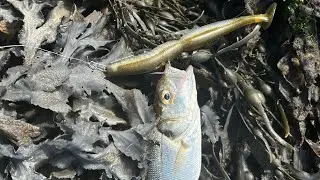 🐍megabass spindle worm 5 pouces coloris army 🐍valid&eacute; ✅ bb bar @the Brothers worms