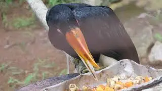 The Hornbill (Bucerotidae), July 2, 2019