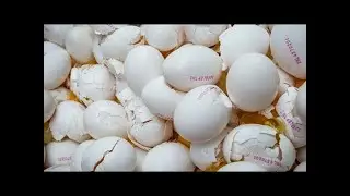 Belgien: erster fipronil-verdachtsfall schon anfang juni