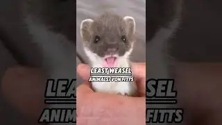 Mini Weasel ❤️❤️ #animals #funnypets #cute #shorts #pets
