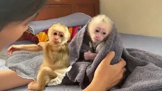 Baby monkey Mala coco is angry with her mother.