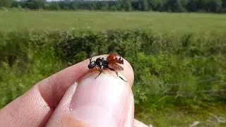 Macropis Cuckoo Bee, Epeoloides coecutiens, Landgoed Wellenseind, NB, the Netherlands, 25 June 2023