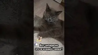 Интересно в каждой семье такое?😅 #sorts #cat #арчи #веселыекоты