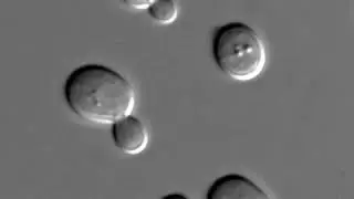 Budding | Wikipedia audio article