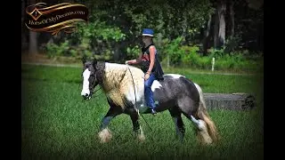 Swagger- Black Tobiano Gypsy Vanner Amazing Trail Horse